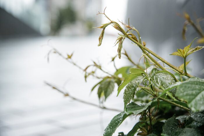 Monirekisteritutkimuksella päivitettyä tietoa sukupuolitautien tautitaakasta Suomessa