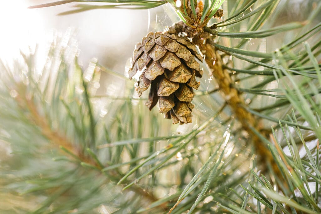 Medaffcon | Evidence. Access. Impact. | Your Nordic Partner in Real World Evidence, Medical Affairs and Market Access. | X-mas brand photo