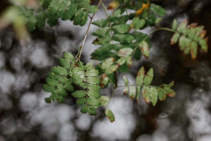 Multippeli myelooman ennuste on parantunut, mutta esiintyvyys kasvaa