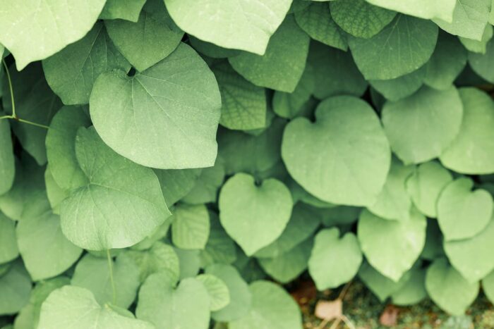 Discussions on Fair Pricing of Medicines at the Swedish Health Economics Days